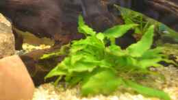 aquarium-von-lilobaer-unser-erstes-mal-d_Cryptocoryne wendtii (grüner Wendtscher Wasserkelch)