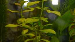 aquarium-von-lilobaer-unser-erstes-mal-d_Hygrophila polysperma (Indischer Wasserfreund)