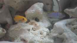 Foto mit Labidochromis hongi Bock und Met. estherae W