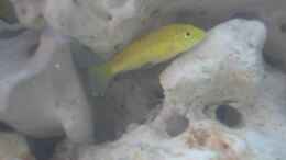 Foto mit Labidochromis yellow W