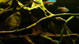 aquarium-von-marco-becken-25592_Detailansicht 11.03.13