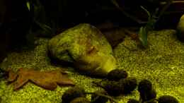 aquarium-von-marco-becken-25592_Detailansicht 11.03.13