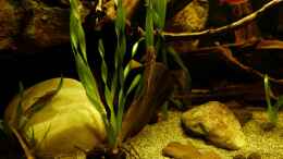 aquarium-von-marco-becken-25592_Detailansicht 19.03.13