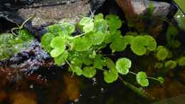 aquarium-von-marco-becken-25592_Brasilianischer Wassernabel 27.08.13