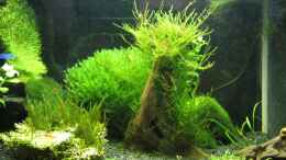 aquarium-von-gonnos-becken-25600_TingelTangel - 11.02.12