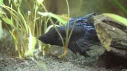 Foto mit Betta Splendens Crowntail New Black Blue Lace