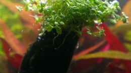 aquarium-von-bocap-becken-25694_Hemianthus callitrichoides - CUBA