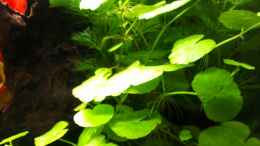 aquarium-von-bocap-becken-25694_Hydrocotyle leucocephala