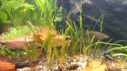 aquarium-von-bocap-becken-25694_Echinodorus tenellus