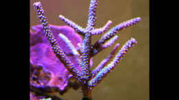 aquarium-von-the-lizardking-two-little-reefs-obsolete_Acropora Blau und Hirnkoralle, Hintergrund Montipora lila