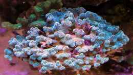 aquarium-von-the-lizardking-two-little-reefs-obsolete_Acropora grün