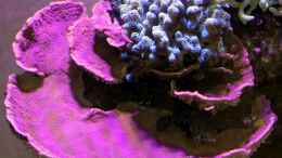 aquarium-von-the-lizardking-two-little-reefs-obsolete_Montipora Lila