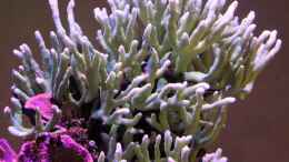 aquarium-von-the-lizardking-two-little-reefs-obsolete_Acropora grün