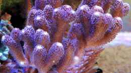 aquarium-von-the-lizardking-two-little-reefs-obsolete_Acropora Milka Lila