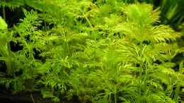 aquarium-von-peggy-kizi-aqua_Limnophila sessiliflora - Kleine Ambulia