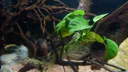 aquarium-von-luetzkopf-becken-25746_Anubias (Altbestand)