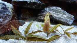 aquarium-von-carsten-peters-mbunas-felsen_Cryptocorine wendtii brown