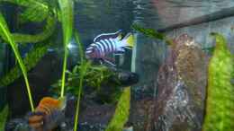 Foto mit Ps.elongatus Mpanga Bock mit Labidochromis Hongi Bock