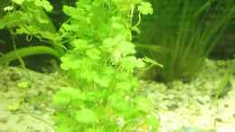 aquarium-von-maggie-blue-greenworld_Hydrocotyle tripartita