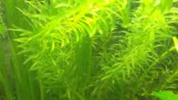 aquarium-von-maggie-blue-greenworld_Wasserpest