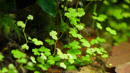 aquarium-von-dirk-f--becken-25830_Hydrocotyle cf. tripartita (H. sp. Japan) / Kleeblatt