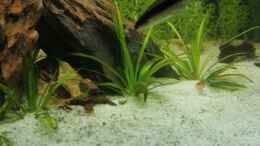 aquarium-von-david-b-becken-25845_Echinodorus quadricostatus