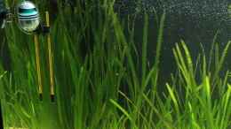 aquarium-von-david-b-becken-25845_Vallisneria spiralis