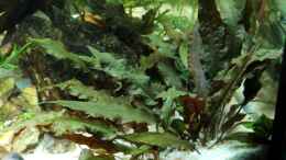 aquarium-von-david-b-becken-25845_Cryptocoryne wendtii