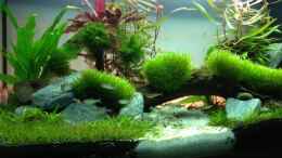 aquarium-von-aquaristikman-juwel-rio-125_