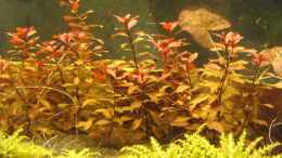 aquarium-von-christian-heitmann-becken-25927_ Ludwigia sp. (Foto vom 06.10.13)