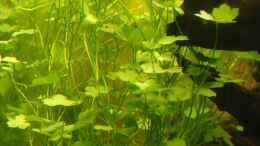 aquarium-von-christian-heitmann-becken-25927_Hydrocotyle tripartita (Foto vom 08.10.13)