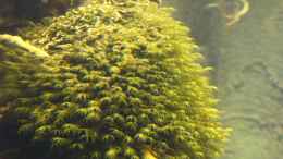 aquarium-von-christian-heitmann-becken-25927_Fissidens fontanus / Phoenixmoss (Foto vom 06.10.13)