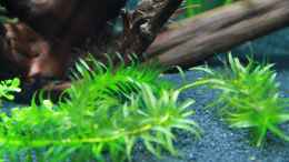 aquarium-von-tomsabi-becken-25928_Egeria desa