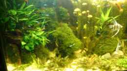 aquarium-von-sascha-quell-becken-26009_