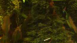 aquarium-von-sascha-quell-becken-26009_