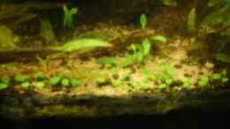 aquarium-von-sascha-quell-becken-26009_