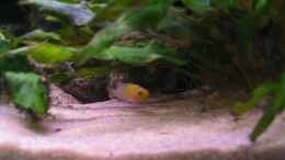 aquarium-von-andreasandrea-wielpuetz-becken-2603_N.heliantos Baby