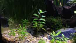 aquarium-von-ulli85-juwel-rekord-800_Hygrophila polysperma