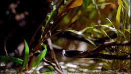 aquarium-von-tuduhi-schlicht-und-wild_Zwei neugierige, kleine Buntbarsche