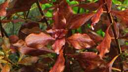 aquarium-von-bjarke-becken-26101_Ludwigia mini super red