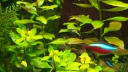 aquarium-von-olaf-a-suedamericano--aufgeloest-_Ludwigia Repens