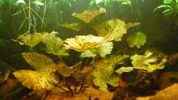 aquarium-von-andreas-fuchs-nannostomus-eques---becken_Grüner Tigerlotus