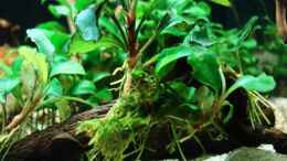 aquarium-von-cantiga-becken-26213_ Bucephalandra motleyana