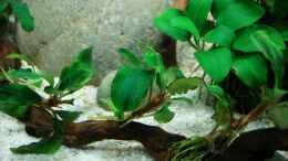 aquarium-von-cantiga-becken-26213_bucephalandra motleyana auf Wurzel