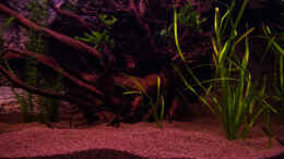 aquarium-von-goreslayer-chichlidius-tank_