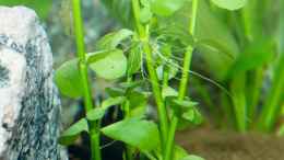 aquarium-von-goreslayer-chichlidius-tank_Bacopa caroliniana