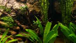 aquarium-von-goreslayer-chichlidius-tank_