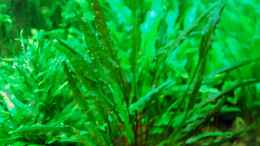 aquarium-von-lomarraco-me-equivocaria-otra-vez_June 2013, Cryptocoryne willisii