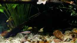 aquarium-von-die-perle----rainbowshiner_rechts im Bild Ludwigia arcuata