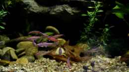 aquarium-von-die-perle----rainbowshiner_linke Seite (26.08.2013)